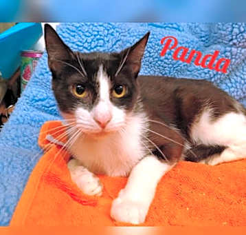 Photo of Panda