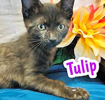 Photo of Tulip