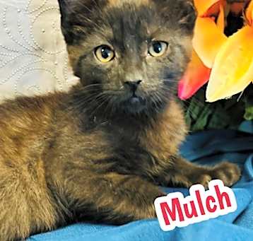 Photo of Mulch