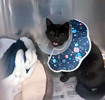 Photo of Binx