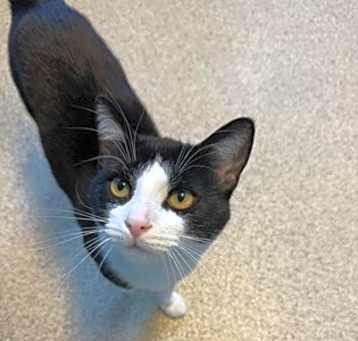 Photo of Tux