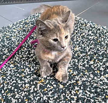 Photo of Pepper