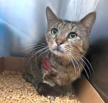 Photo of Skeeter-Adoptable Awaiting S/N