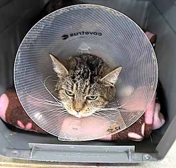 Photo of Sheba