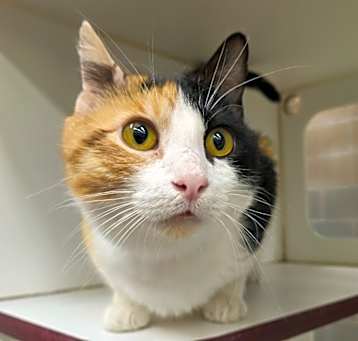 Photo of Papaya