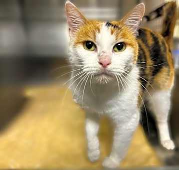 Photo of Cece
