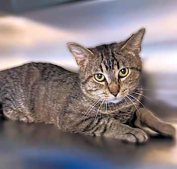 Photo of Little Cat