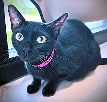 Photo of Evie
