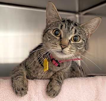 Photo of Lila-In Foster