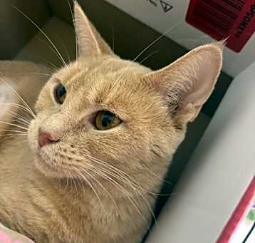 Photo of Honey