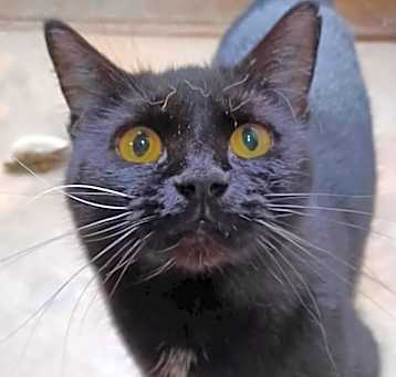 Photo of BonBon