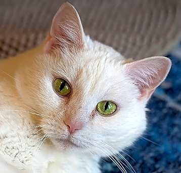 Photo of Snowball