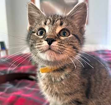 Photo of Bandit