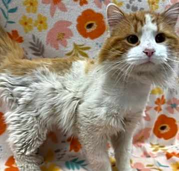 Photo of Theodore