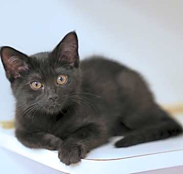 Photo of Buffy