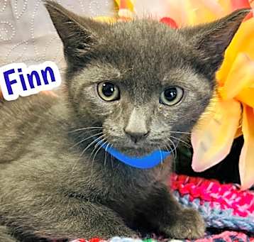 Photo of Finn