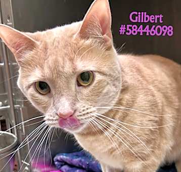 Photo of Gilbert