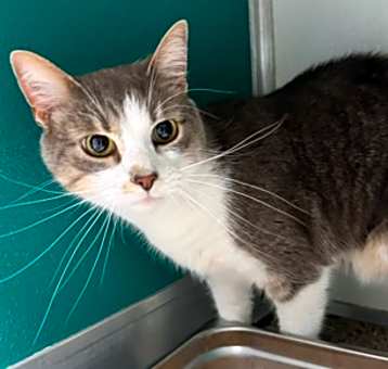 Photo of Mister Tumnis