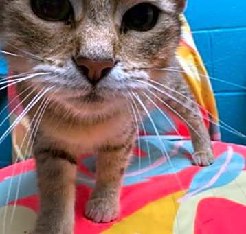 Photo of Zelda