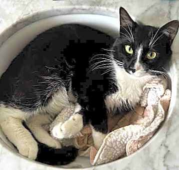 Photo of FINNEAS- IN FOSTER
