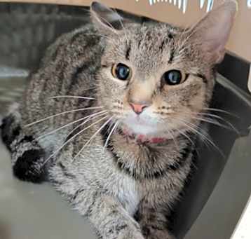 Photo of Toot