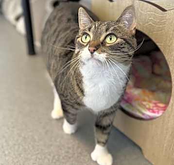 Photo of Lily * Bonded With Oliver *