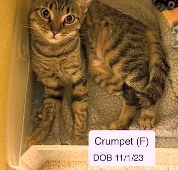 Photo of Crumpet