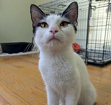 Photo of Whisper