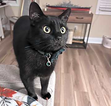 Photo of Ginger