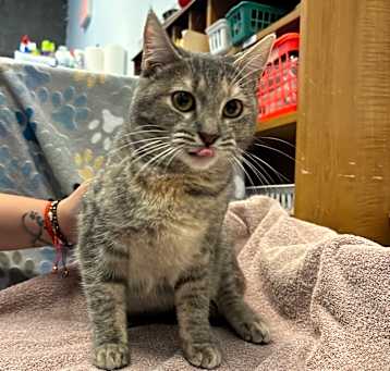 Photo of Spumoni
