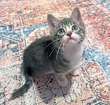 Photo of Biscuit 
