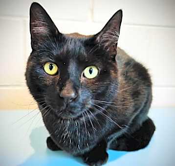 Photo of Puma