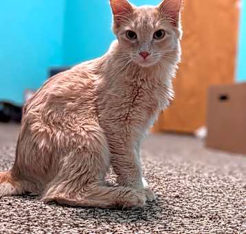 Photo of Spicy McCrispy