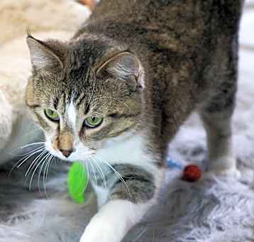 Photo of Rebel