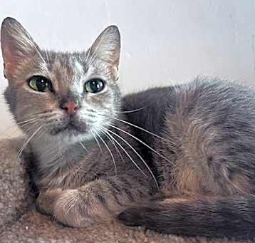 Photo of Sweetie