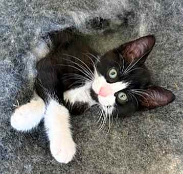 Photo of Calliope