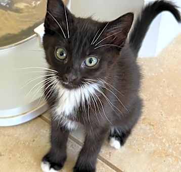 Photo of Clove