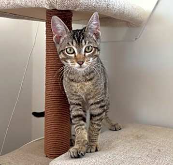 Photo of Olive