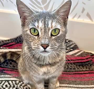 Photo of Sweet Pea