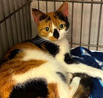 Photo of Dottie