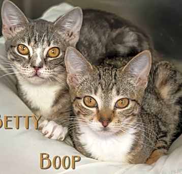 Photo of Boop