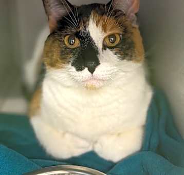 Photo of Mittens *Bonded with Nyx*