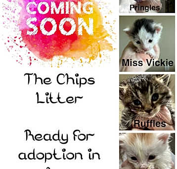 Photo of The Chips Litter