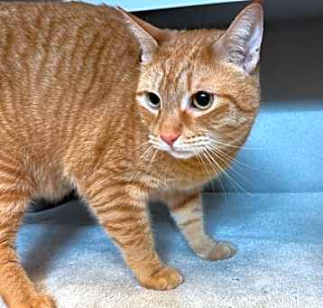 Photo of Simba