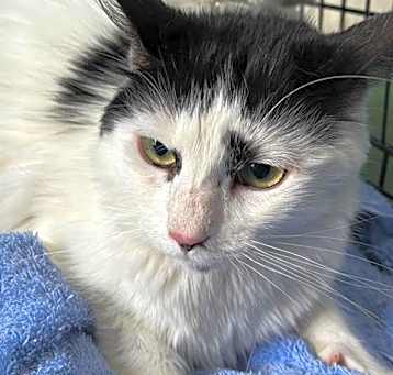 Photo of KITTY 2
