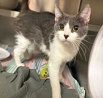 Photo of MISS WHISKERS