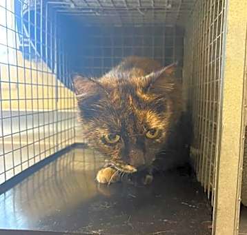 Photo of SHASTA