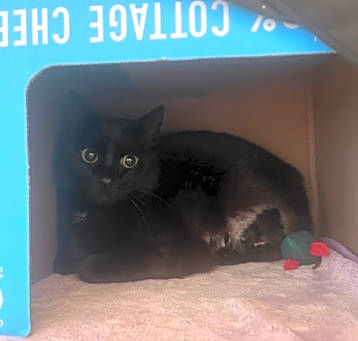 Photo of Ember
