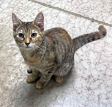Photo of Lady Flapjack