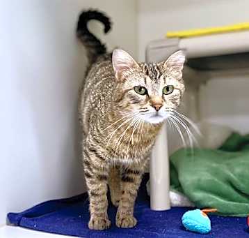Photo of CLOVER